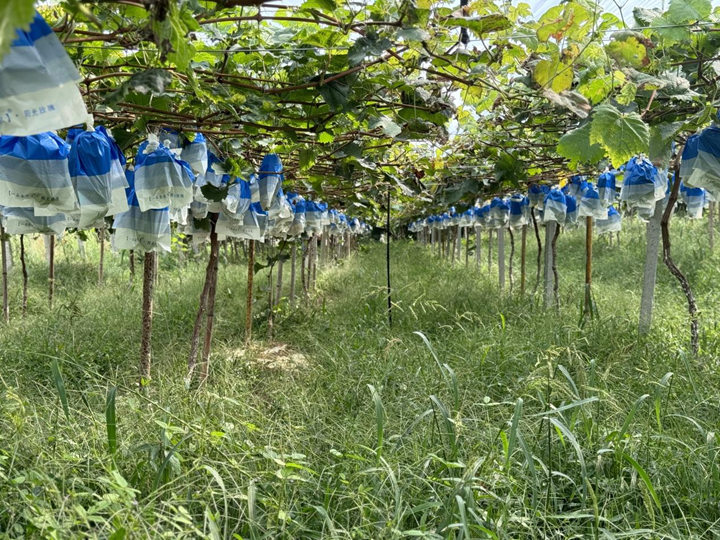 松桃自治縣正大烏江種養殖場的160余畝田間一派豐收景象。