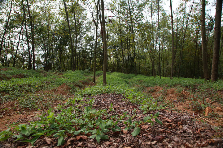 長春堡鎮犀牛村的林下天麻種植基地里。周照人攝