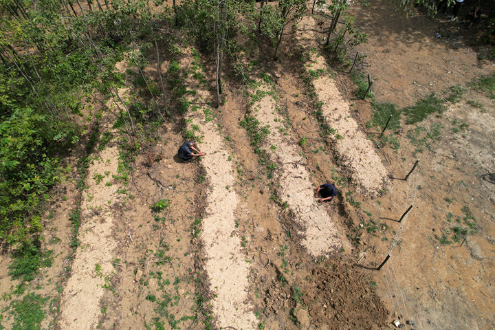 長春堡鎮犀牛村的林下天麻種植基地里,村民們正忙著挖溝、鋪菌材、播天麻種,一片繁忙景象。周照人攝