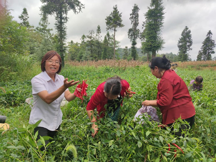 百宜鎮紅旗村村民在采摘百宜辣椒。鄢永華攝