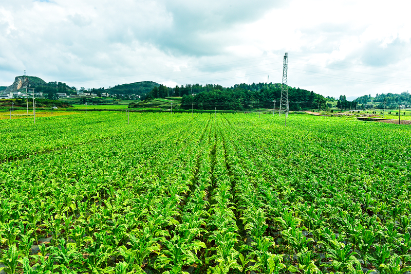小小“綠葉子”既是農民增收的“錢袋子”,更是振興一方的“金葉子”。郵儲銀行貴州省分行供圖