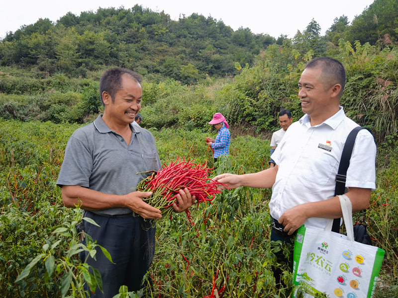 黃平農(nóng)商銀行工作人員走進線椒基地了解菜農(nóng)產(chǎn)業(yè)發(fā)展情況。