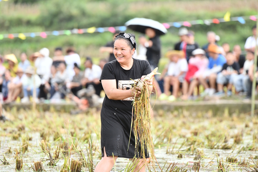 2025年9月13日，貴州省凱里市萬潮鎮馬田村，一村民在捉稻田魚競賽鬧豐收。楊仁海攝