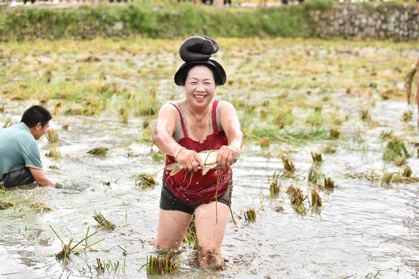 2025年9月13日，貴州省凱里市萬潮鎮馬田村，一苗族村民在捉稻田魚競賽鬧豐收。楊仁海攝
