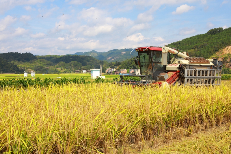 收割機正在收割稻谷。謝達意攝 (2)
