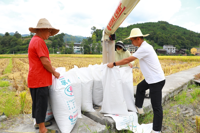 農戶將剛收割的稻谷裝袋。謝達意攝