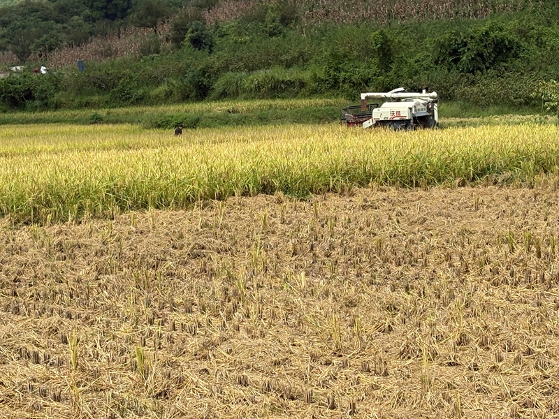 圖為：聯(lián)合收割機(jī)在田里收割水稻 （胡曉嫻 攝）