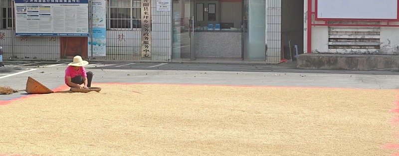 圖為:農戶在晾曬谷子 (胡曉嫻 攝)