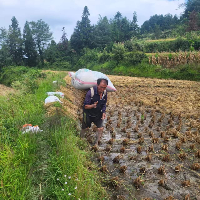 3、小河村民背運收割的稻谷。.jpg