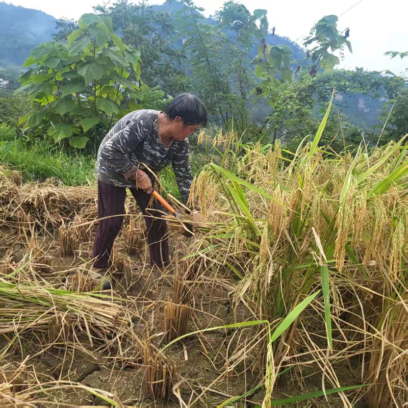 4、堡山村民收割水稻。.jpg