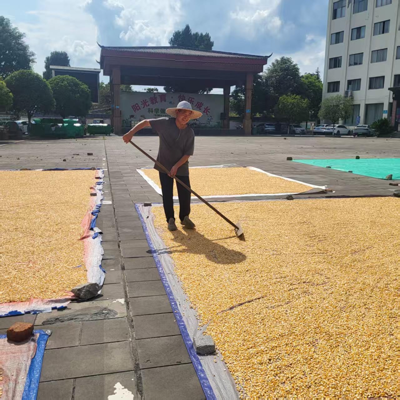 5、太平社區群眾晾曬玉米。.jpg