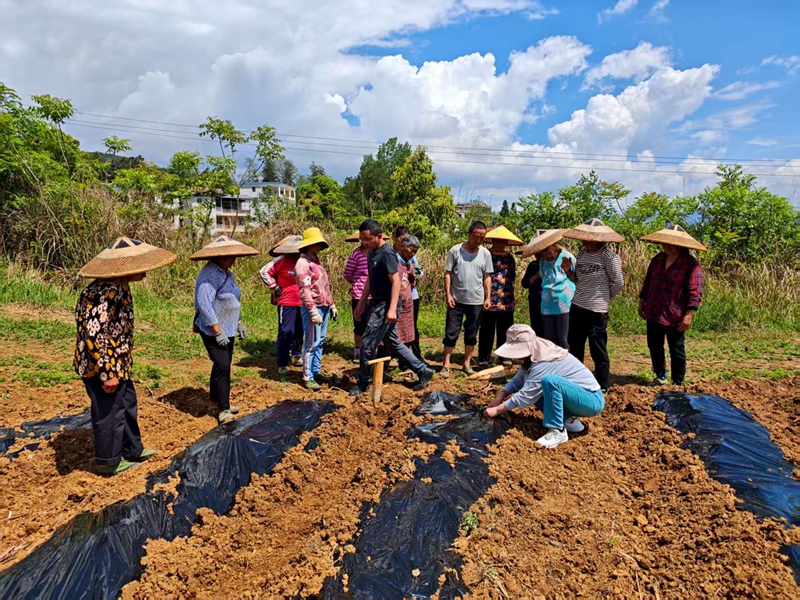松桃大坪場鎮:訂單農業讓群眾吃下“定心丸”。