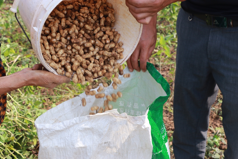 松桃大坪場鎮：訂單農業讓群眾吃下“定心丸”。