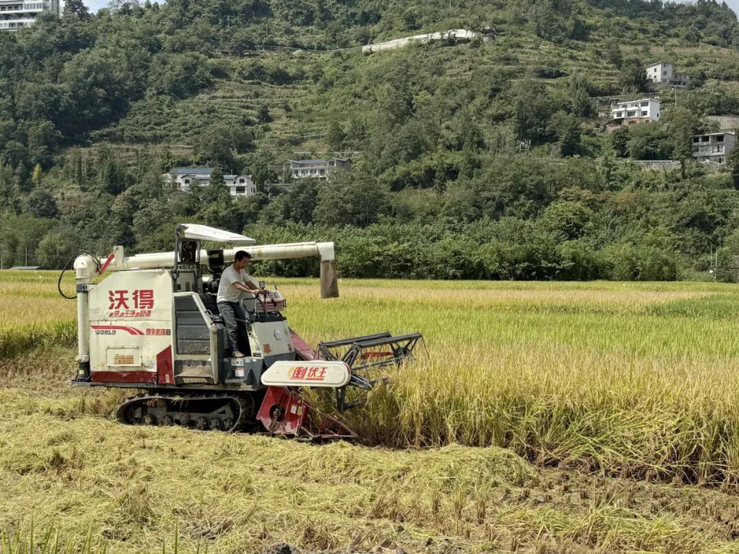 圖為:收割機(jī)收割