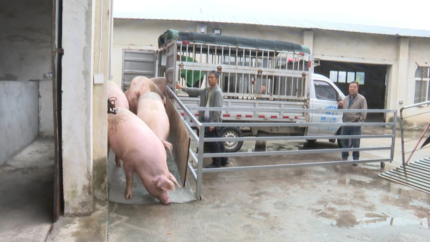 早上9點,第一批生豬已運達(dá)交易市場,經(jīng)過消毒流程后轉(zhuǎn)入交易區(qū)待售。