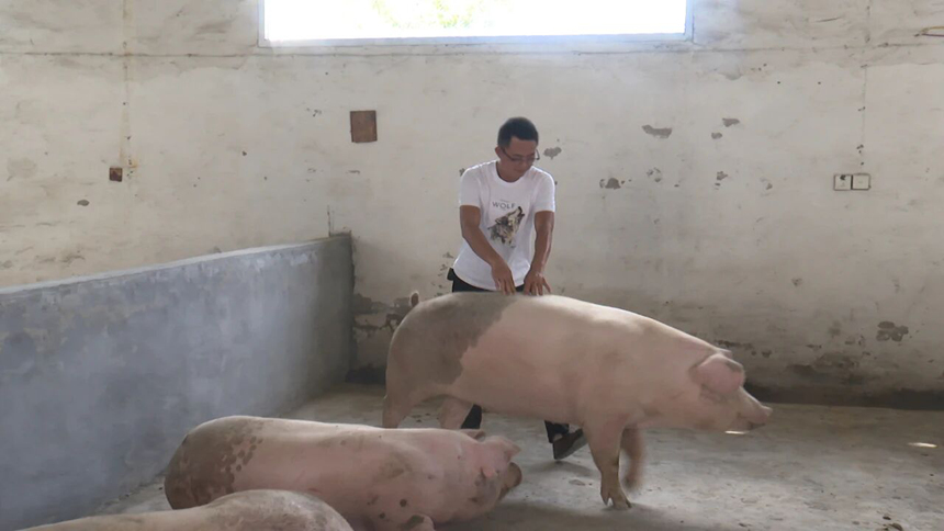 銷售商王勇正伸手觸摸豬身確認(rèn)膘情,又仔細(xì)查看豬的眼睛、口鼻等情況。