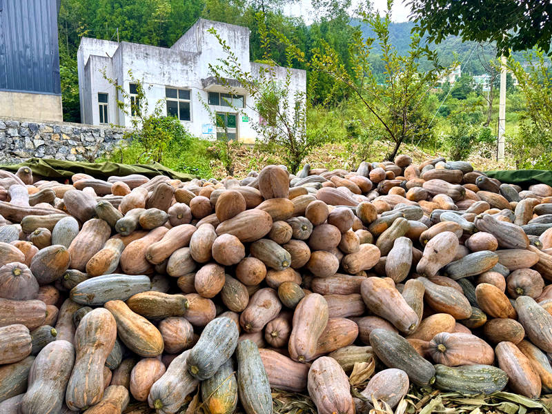 牛腿南瓜采收帶動群眾家門口就業。