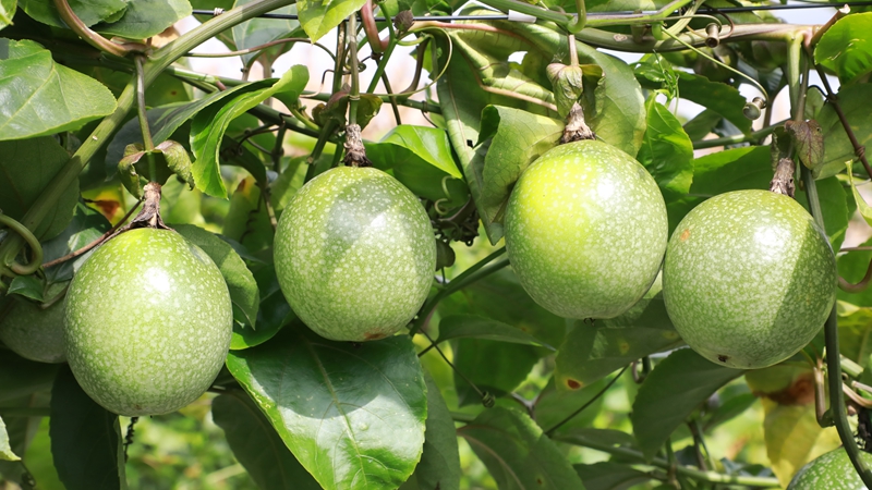 百香果掛滿枝頭。