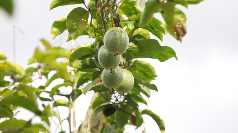 百香果掛在枝頭。