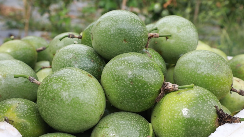 新鮮采摘的百香果。