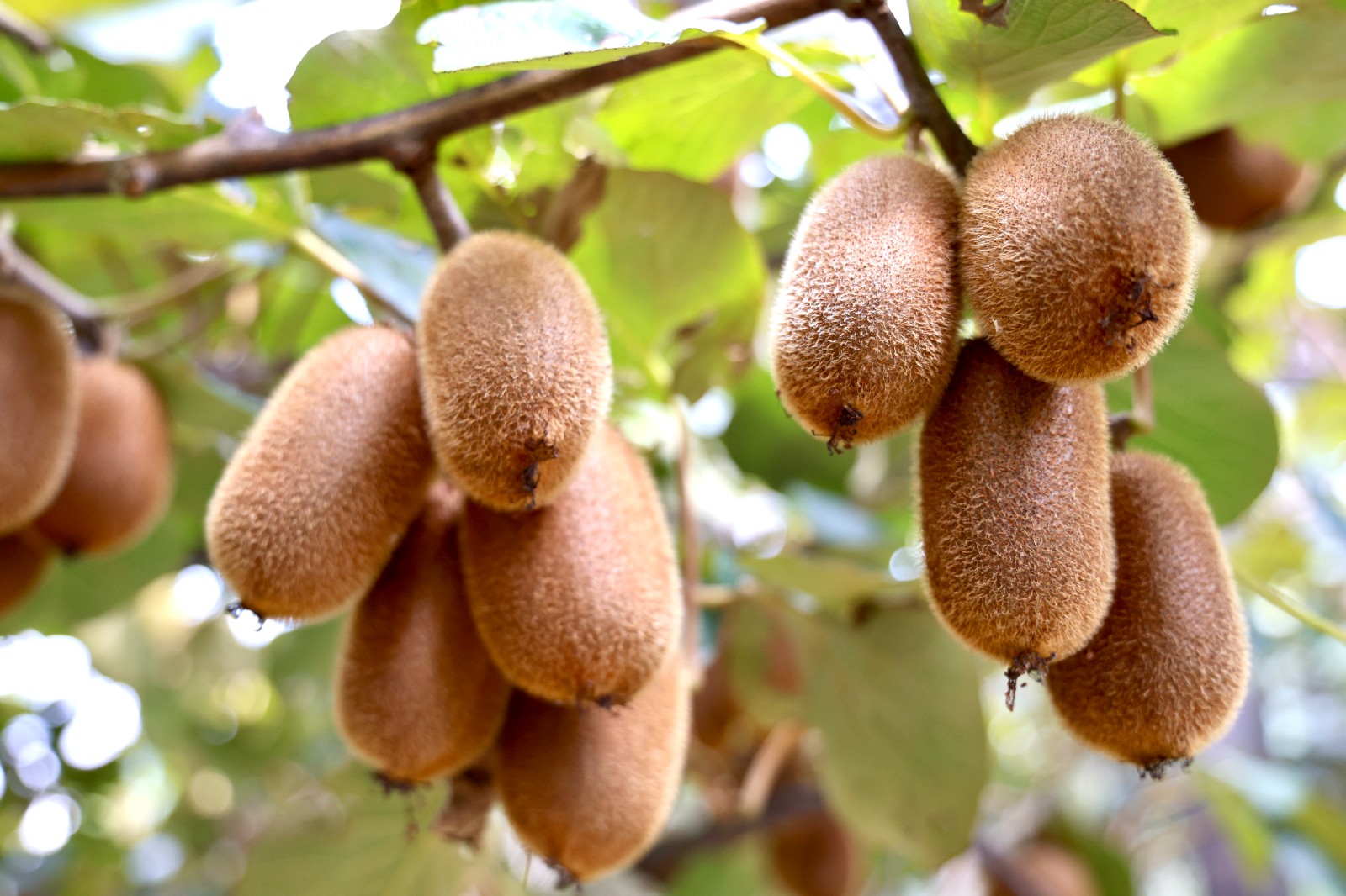 成熟的修文獼猴桃。王艷攝