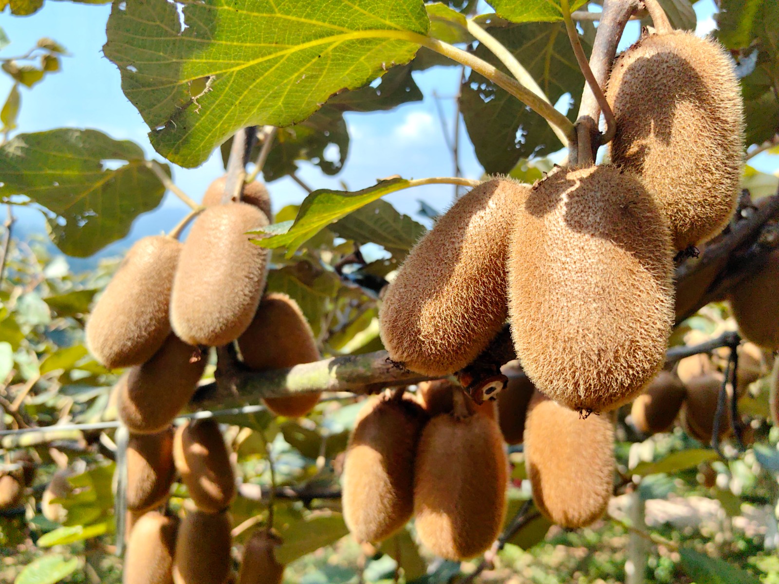 修文獼猴桃果園現場。王艷攝