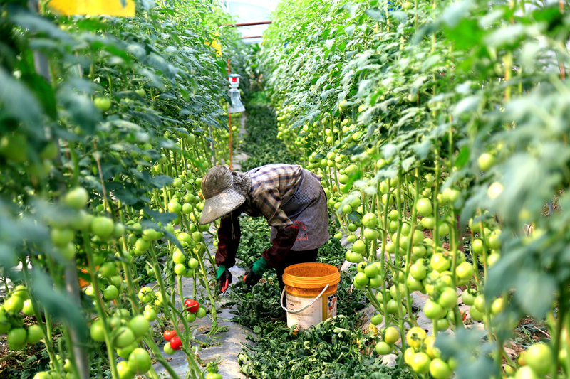 平壩蔬菜產銷兩旺 配套產業助力農產品外銷。