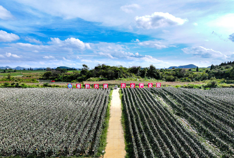 粵黔協作共建現代農業產業園。