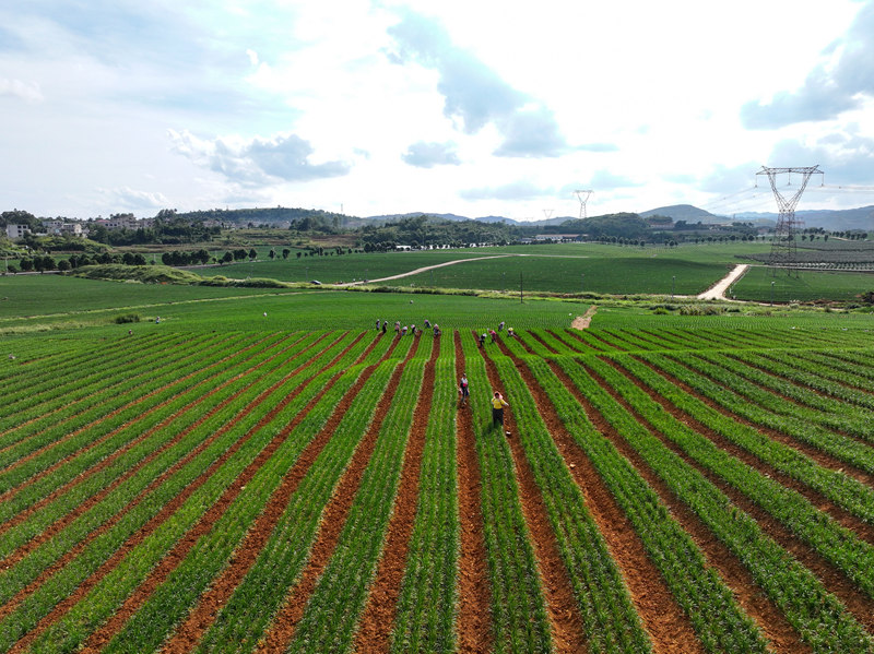粵黔協作共建現代農業產業園。