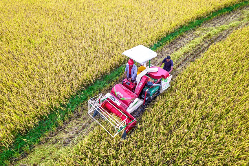 9月17日，貴州省黔西市洪水鎮(zhèn)優(yōu)質(zhì)水稻種植基地，農(nóng)民駕駛小型收割機(jī)收割稻谷。