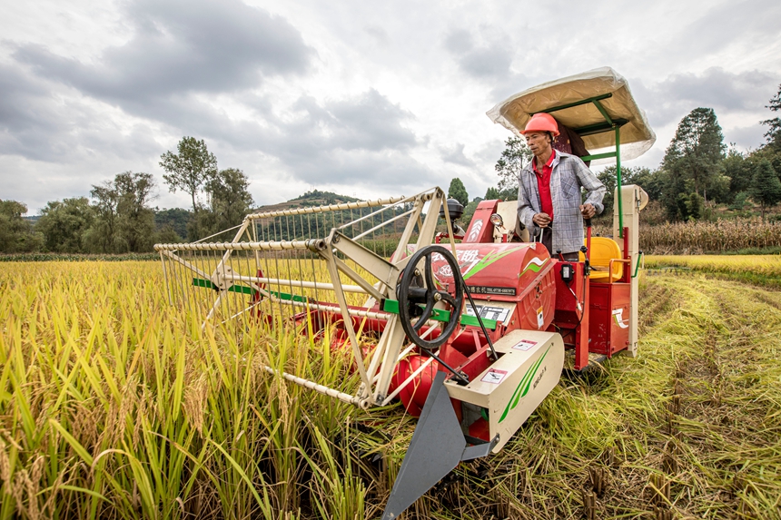9月17日，貴州省黔西市洪水鎮優質水稻種植基地，農民駕駛小型收割機收割稻谷。