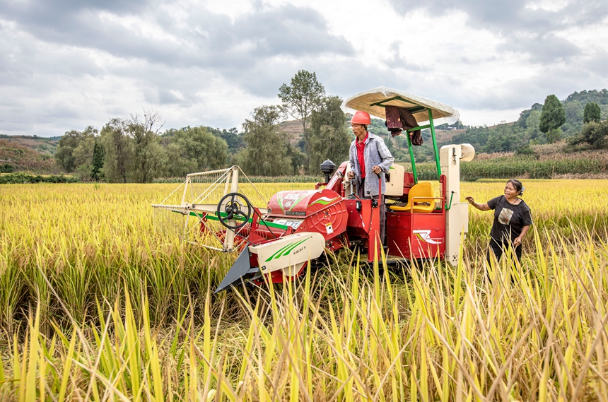 9月17日，貴州省黔西市洪水鎮優質水稻種植基地，農民駕駛小型收割機收割稻谷。