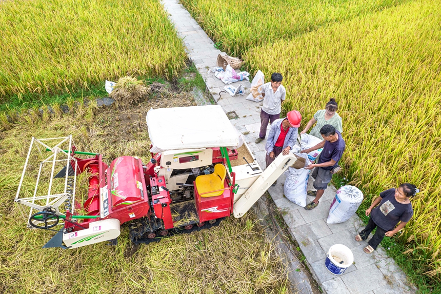 9月17日，貴州省黔西市洪水鎮優質水稻種植基地，農民使用小型收割機收割稻谷。