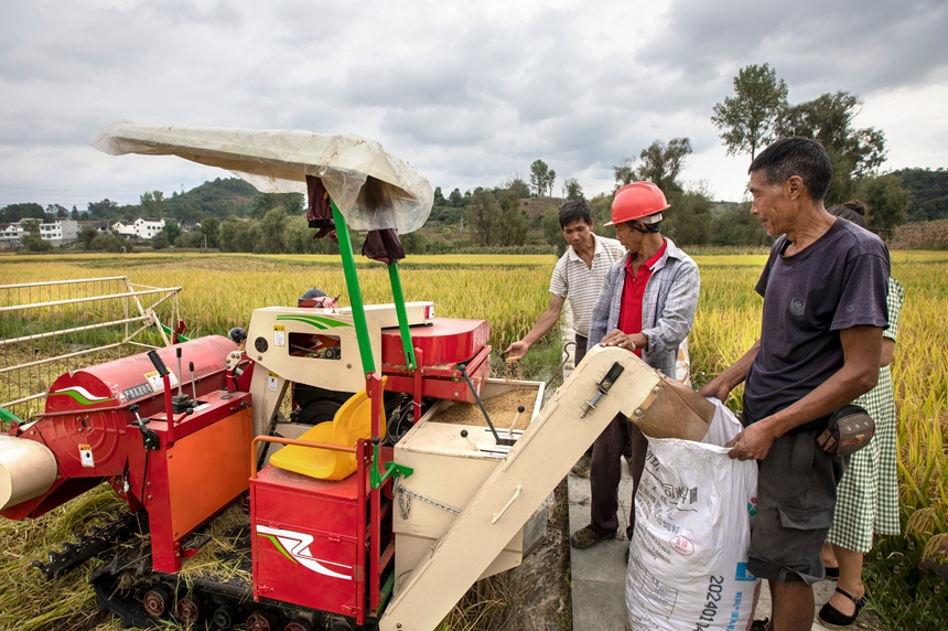9月17日，貴州省黔西市洪水鎮(zhèn)優(yōu)質水稻種植基地，農(nóng)民使用小型收割機收割稻谷。