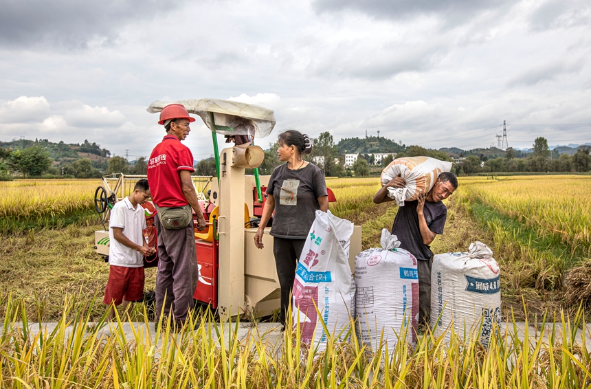 9月17日，貴州省黔西市洪水鎮優質水稻種植基地，農民使用小型收割機收割稻谷。