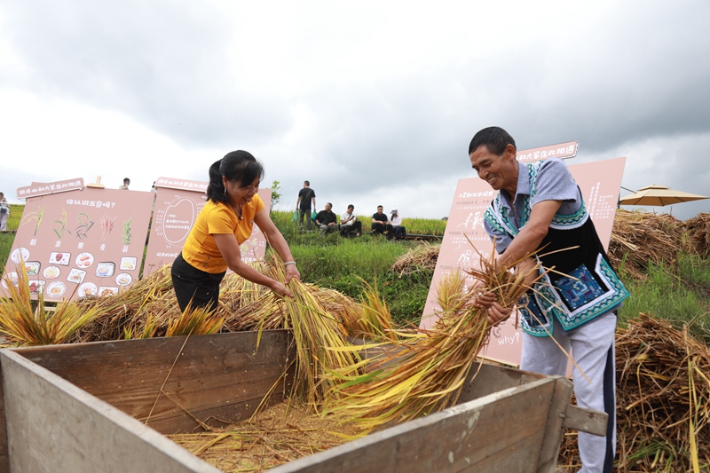 游客在體驗打稻谷。
