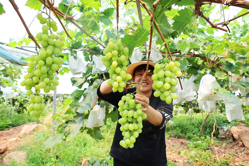 在威寧自治縣岔河鎮恰西村大棚種植基地，游客正在采摘葡萄5.JPG