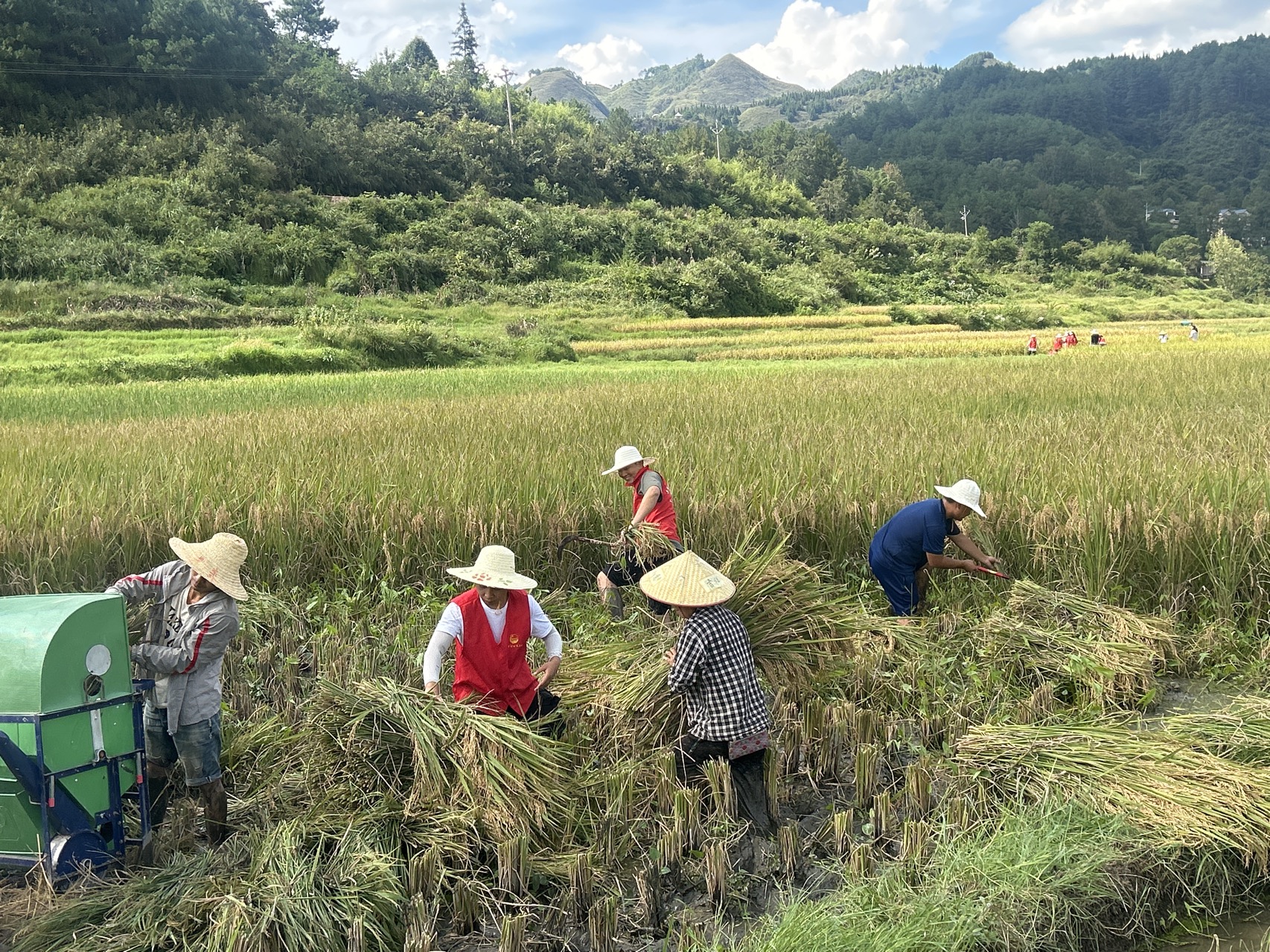 施秉縣雙井鎮志愿者、消防員在幫農戶收割稻谷。