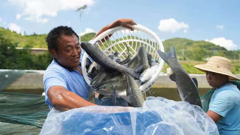 涪洋生態(tài)魚