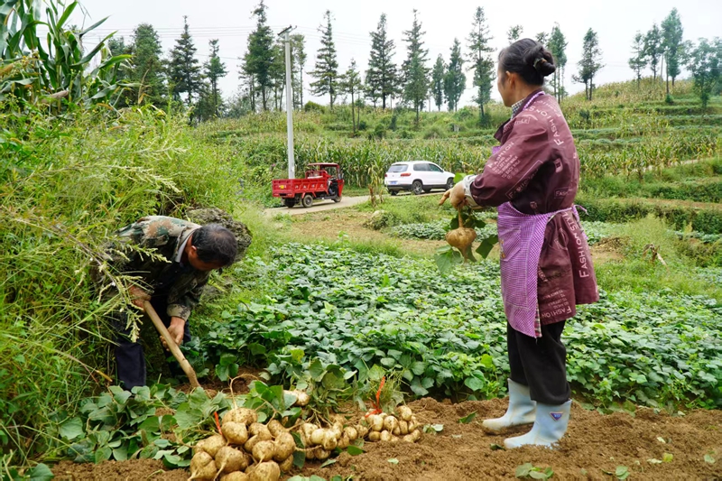 農(nóng)作物喜獲豐收。