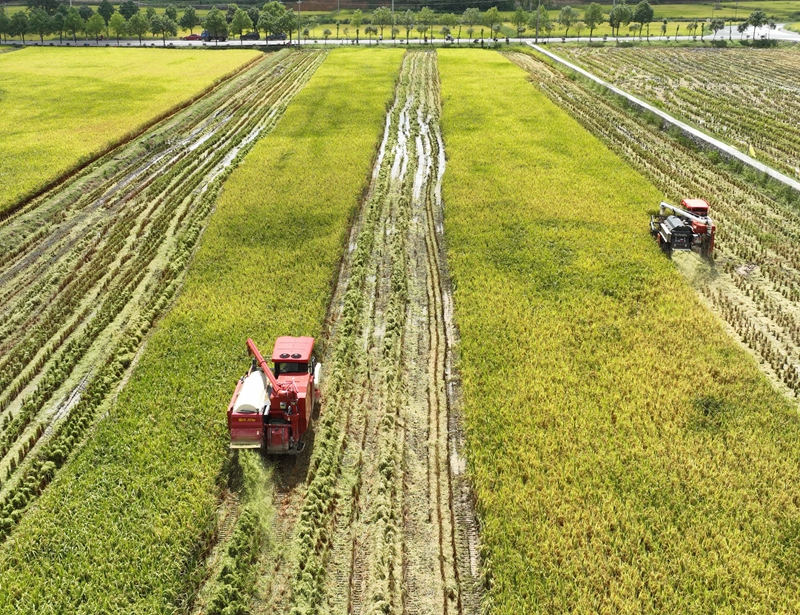 9月16日，農機手操作農機在松桃苗族自治縣烏羅鎮岑司大壩收割水稻。謝慧芳攝
