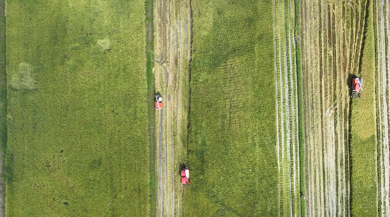 9月16日，農機手操作農機在松桃苗族自治縣烏羅鎮岑司大壩收割水稻。謝慧芳攝