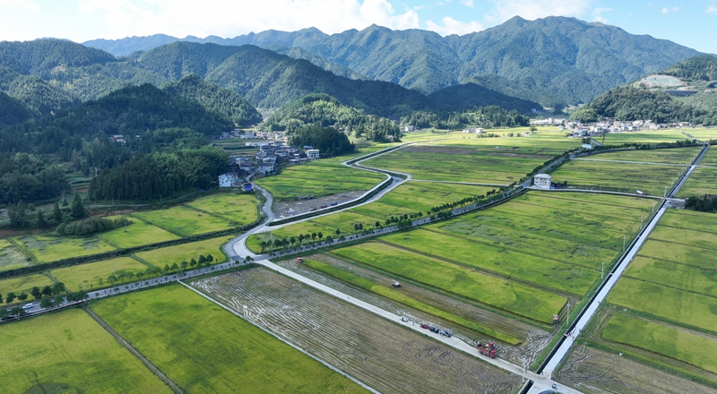 9月16日，農機手操作農機在松桃苗族自治縣烏羅鎮岑司大壩收割水稻。謝慧芳攝 