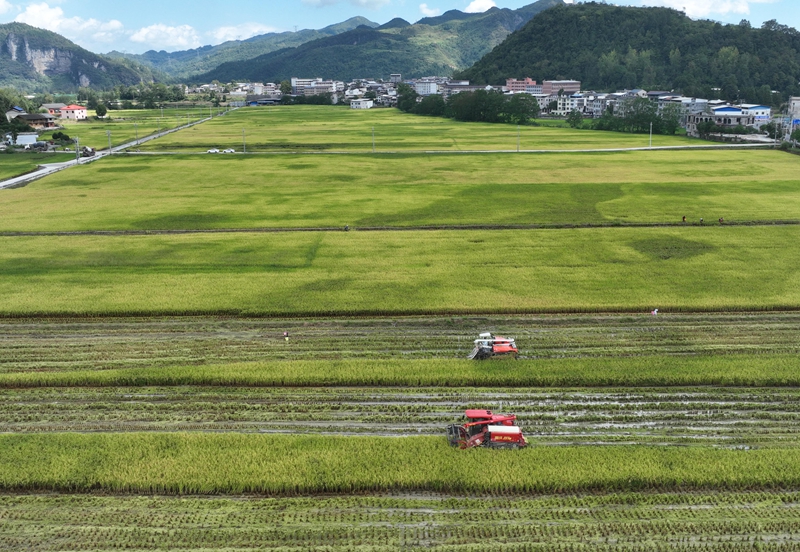 9月16日，農機手操作農機在松桃苗族自治縣烏羅鎮岑司大壩收割水稻。謝慧芳攝 (7)