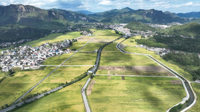 9月16日，農機手操作農機在松桃苗族自治縣烏羅鎮岑司大壩收割水稻。謝慧芳攝 (8)