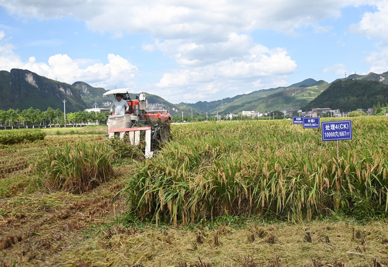 9月16日，農機手操作農機在松桃苗族自治縣烏羅鎮岑司大壩收割水稻。謝慧芳攝 (9)