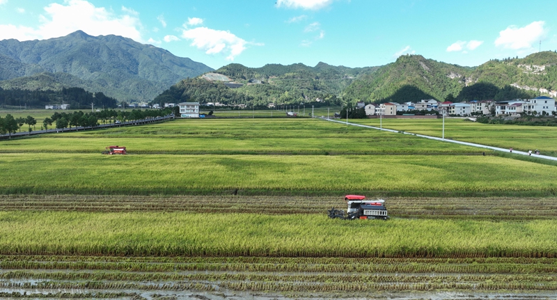 9月16日，農機手操作農機在松桃苗族自治縣烏羅鎮岑司大壩收割水稻。謝慧芳攝