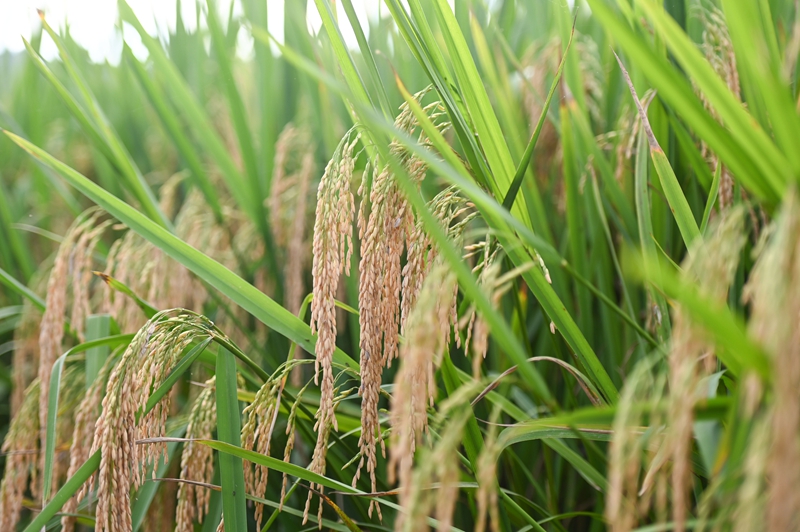 9月16日，拍攝的在松桃苗族自治縣烏羅鎮岑司大壩的水稻。謝慧芳攝