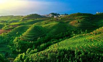 一葉“水城春”，一份涼都情