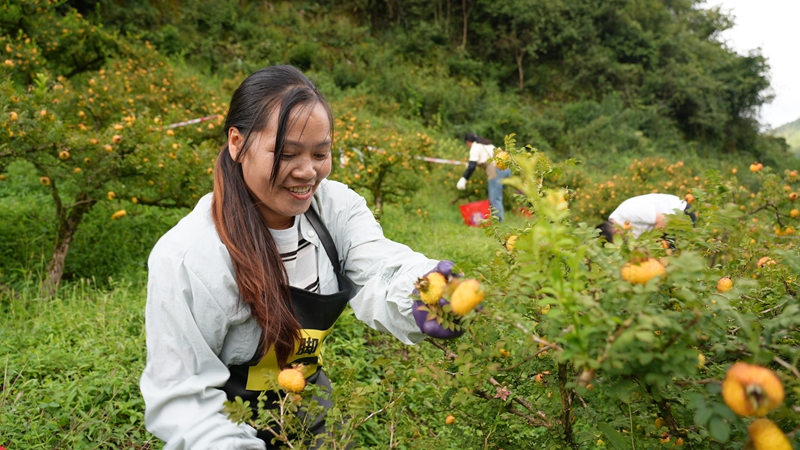 1 “刺梨采摘鮮果采摘能手”比賽現(xiàn)場(chǎng) 